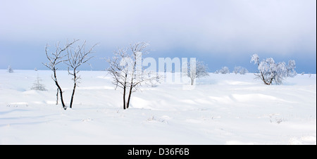 Schneebedeckte Bäume in gefrorenen Moor im Naturreservat Hohes Venn / Hautes Fagnes in Winter, Ardennen, Belgien Stockfoto