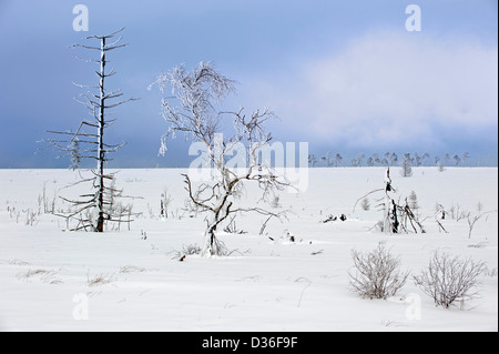 Verschneite Bäume in gefrorenen Moor bei Noir Flohay, hohe Venn verbrannt / Hautes Fagnes in Winter, Ardennen, Belgien Stockfoto