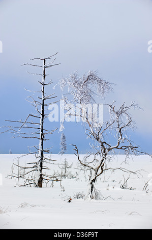 Verschneite Bäume in gefrorenen Moor bei Noir Flohay, hohe Venn verbrannt / Hautes Fagnes in Winter, Ardennen, Belgien Stockfoto