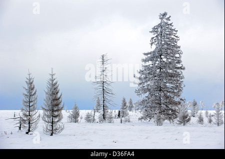 Fichten in gefrorenen Moor bei Noir Flohay, hohe Venn verbrannt / Hautes Fagnes im Schnee im Winter, Ardennen, Belgien Stockfoto