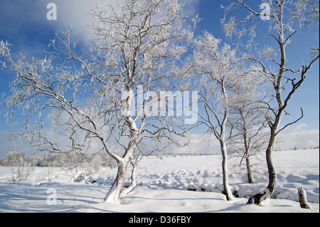 Schnee und Raureif bedeckt Birken in gefrorenen Moor im hohen Venn / Hautes Fagnes in Winter, Ardennen, Belgien Stockfoto