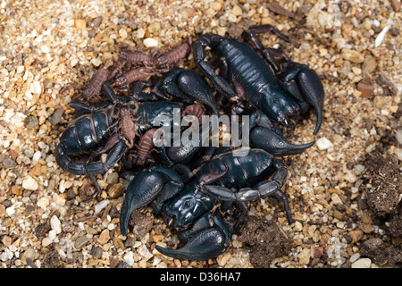 Erwachsene schwarze Skorpione und Jungtiere auf Boden, thailand Stockfoto