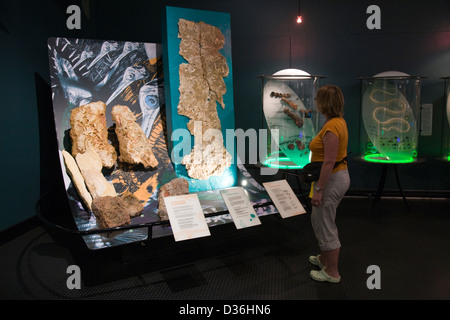 Museum und Galerien im Northern Territory, Darwin, NT, Australien Stockfoto