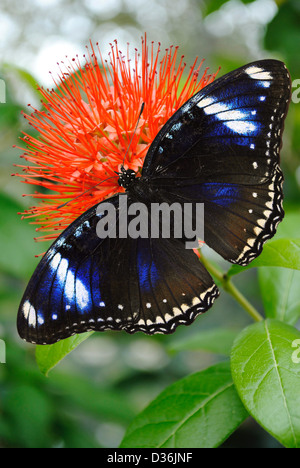 Blauen Diadem Schmetterling lateinischen Namen Hypolimnas salmacis Stockfoto