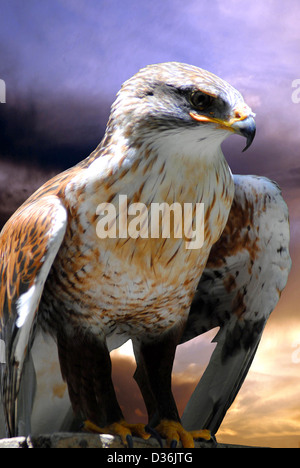 Eisenhaltige Bussard lateinischen Namen Buteo regalis Stockfoto