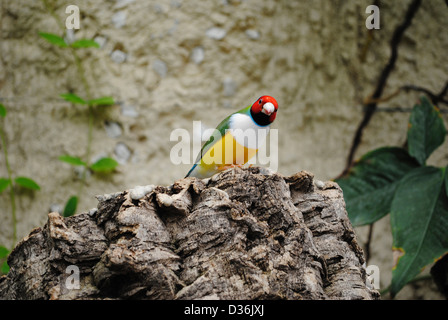 Prachtfinkenart Finch lateinischen Namen Erythrura gouldiae Stockfoto