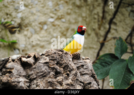 Prachtfinkenart Finch lateinischen Namen Erythrura gouldiae Stockfoto