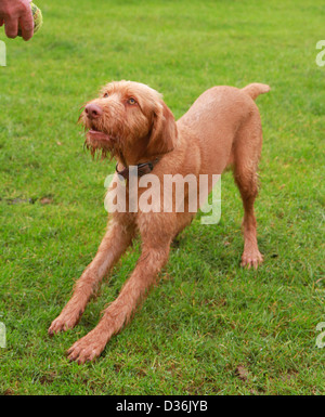 Vizsla Drahthaar Hunderasse Stockfoto