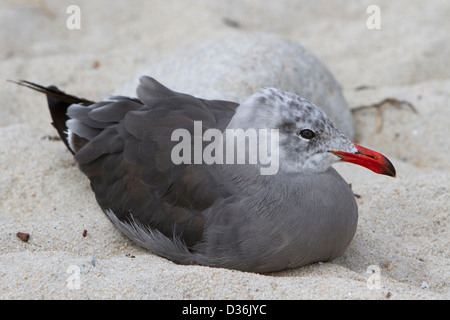 Heermann Möwe (Larus Heermanni) Erwachsenen, nicht-Zucht, ruht auf einem Strand 17 Mile Drive, Monterey, Kalifornien, USA im Juli Stockfoto