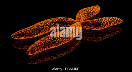 3D Render-Abbildung des Chromosoms Stockfoto