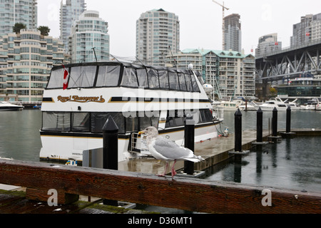 Möwe zu Fuß vor der False Creek Granville street Bridge und Waterfront Mehrfamilienhäuser auf einem nassen bewölktem Tag Vancouv Stockfoto