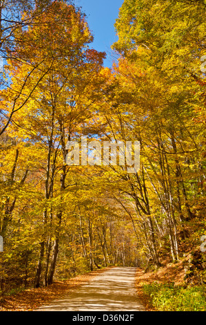 Herbstfarben fallen Farben im Vermont Back Country auf einer kleinen Hinterstraße in der Nähe von West Arlington Vermont New England USA Vereinigte Staaten von Amerika Stockfoto