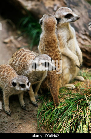 Erdmännchen oder Suricate (Suricata, Suricatta) ist ein kleines Säugetier und ein Mitglied der Mungo-Familie. Zoo in Neuseeland Stockfoto