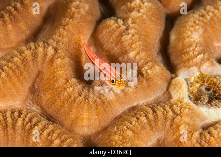 Gestreifte Triplefin (Helcogramma Striatum), an einem tropischen Korallenriff in Bali, Indonesien. Stockfoto