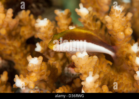 Sommersprossiges Hawkfish (Paracirrhites Forsteri) ruht auf Steinkorallen und einem tropischen Korallenriff in Bali, Indonesien. Stockfoto