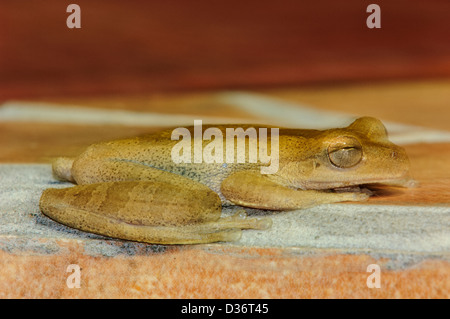 Regen Grasfrosch (Craugastor Fitzingeri). Costa Rica Stockfoto