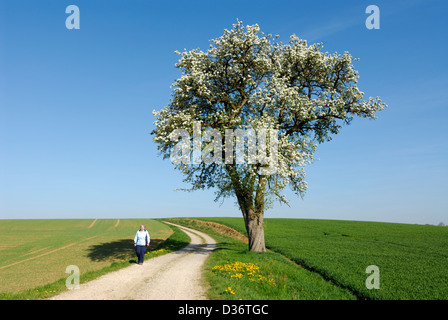 ältere Frau zu Fuß auf ländlichen Bauernhof Straße unter blühender Birnbaum Stockfoto