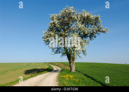 alten einzigen Birnbaum blühen im Frühling, Feldweg und Felder Stockfoto