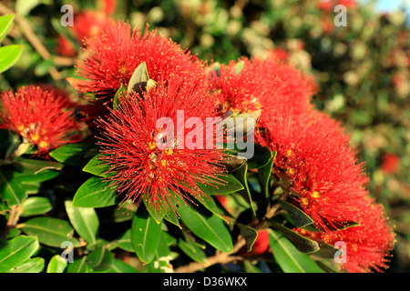 Pohutukawa Baum Blumen leuchtend rote SummerP Blüten Stockfoto