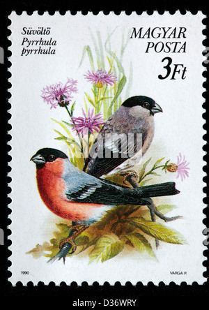 Eurasische Gimpel (Pyrrhula Pyrrhula), Briefmarke, Ungarn, 1990 Stockfoto