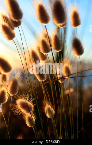 Cotton Tail Wildgras Blumen wachsen in den Sanddünen am Waikanae Beach an der Kapiti Coast Stockfoto