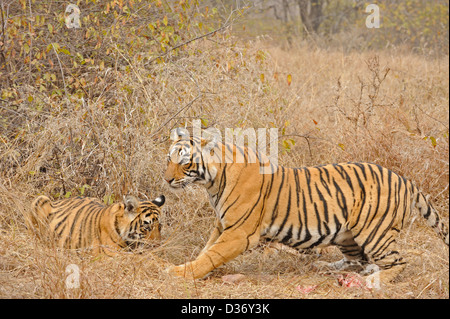 Tiger-Familie - Mutter und Welpen - auf ein Reh töten im Grasland in Ranthambhore National Park, Indien Stockfoto