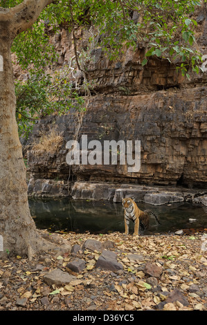 Wilde Tigerin Abkühlung in einem Wasserloch während Ranthambhores heißen Sommern Stockfoto