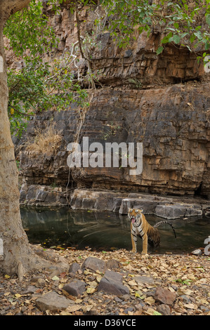 Wilde Tigerin Abkühlung in einem Wasserloch während Ranthambhores heißen Sommern Stockfoto