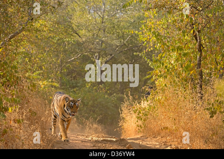 Tiger in die trockene Gräser von Ranthambore Tiger reservieren Stockfoto