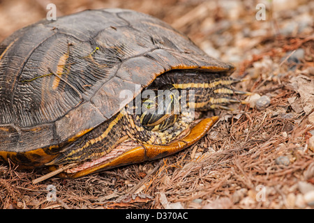 Midland gemalt Schildkröten verstecken sich in Schale Stockfoto