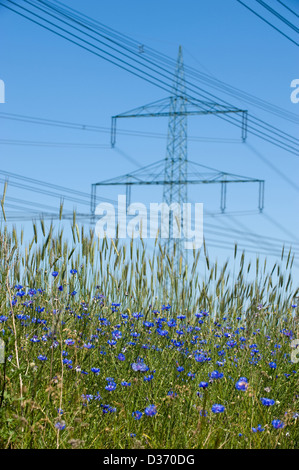 Nochmals, Deutschland, Pylonen in einem Maisfeld Stockfoto