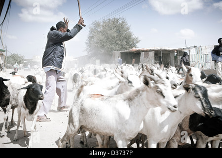 Ziegen getrieben, der Viehmarkt in Hergeisa, Somaliland. Stockfoto