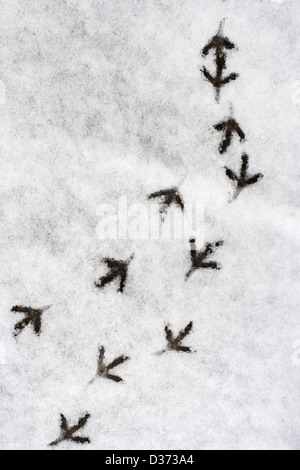 Mehreren Vogelfuß Schritte im Schnee Stockfoto