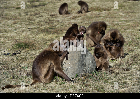 Gruppe von Gelada Paviane, Simien Mountains, Äthiopien Stockfoto