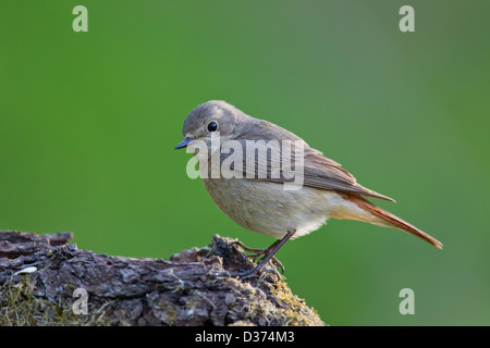 Gemeinsamen Gartenrotschwänze Gartenrotschwanz Phoenicurus phoen Stockfoto