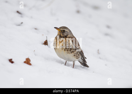 Wacholderdrossel Turdus Pilaris Wacholderdrossel drossel Stockfoto