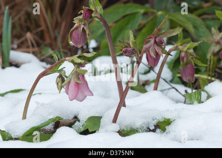 Nieswurz Blumen immergrüne und laubabwerfende Staude mit Stielen heben Blume über Schnee im Winter Vorfrühling Stockfoto