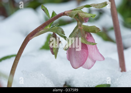 Nieswurz eine immergrüne und laubabwerfende Staude mit Stielen heben Blume über Schnee im Winter Vorfrühling Stockfoto