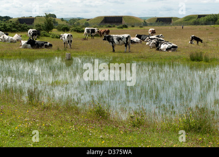 Greenham Common Umweltsanierung: Vieh neben einem Teich mit alten Marschflugkörper Silos hinter West Berkshire, UK Stockfoto