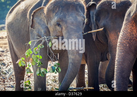 Elefant Essen in anderen Elefantengruppe Stockfoto