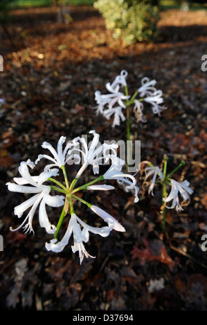 Nerine Bowdenii "Stephanie" in einer bewaldeten Umgebung UK Stockfoto