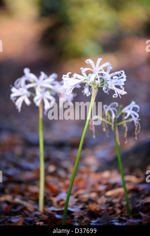 Nerine Bowdenii "Stephanie" in einer bewaldeten Umgebung UK Stockfoto