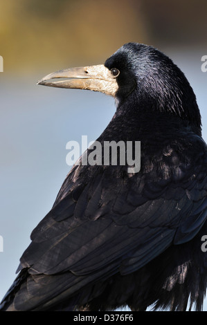 Turm - Corvus Frugilegus Closeup Kopf über die Schulter Stockfoto