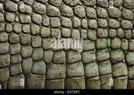 Skalen der Gharial Krokodil Stockfoto