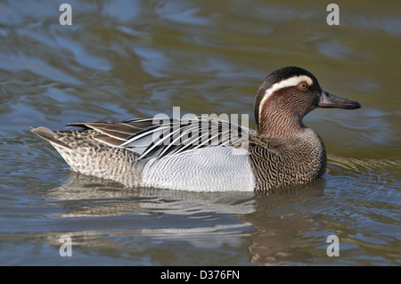 Männliche Garganey Ente auf dem Wasser - Anas querquedula Stockfoto