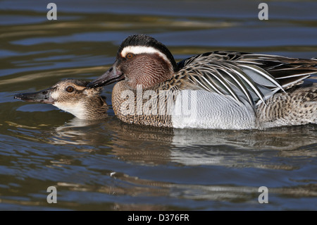 Garganey - Anas Querquedula paar Paarung Stockfoto