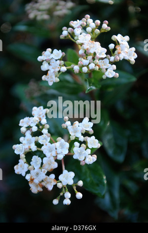 Die immergrünen Winter blühender Strauch Viburnum Tinus 'Eve Price' auch bekannt als schmalblättrigen Stockfoto