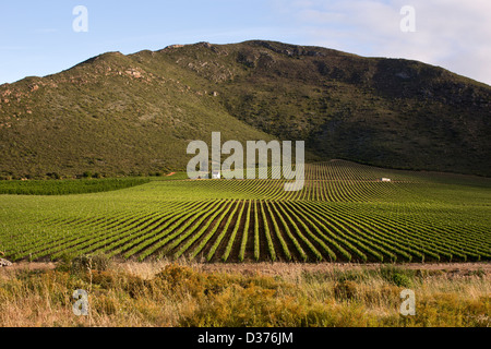 Landschaften der Cape Winelands und Weinbergen im western cape Stockfoto