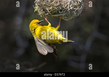 Südlichen Musked Weaver Gebäude nest Stockfoto