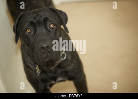 Ein italienischer Mastiff Hunde, Cane Corso Stockfoto